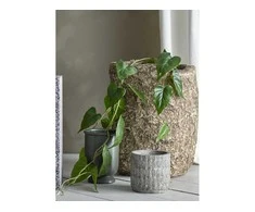 BLOOMINGVILLE Anthurium augalas, žalias, dirbtinės gėlės