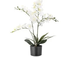 BLOOMINGVILLE orchidėja, balta, dirbtinės gėlės