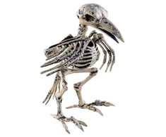 ESPA Paukščio skeletas