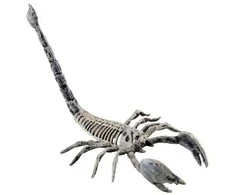 ESPA Skorpiono skeletas, 25 cm