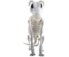 ESPA Šuns skeletas