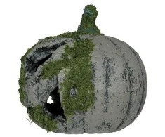 Fiesta Moliūgas su samanomis, 20 cm