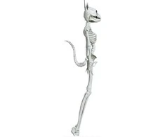 Fiesta Kabantis katės skeletas, 37 cm