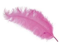 Fiesta Rožinė strudsefjer 45 - 60 cm, 12 stk