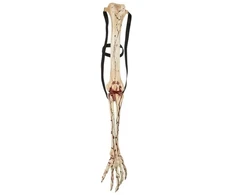 GMBH &amp; CO Kraujingos skeletų rankos, 76 cm