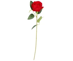Hisabjoker Ab Raudona rose, 50 cm