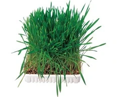 Trixie GRIZONI VEŽIMAS 100GR TALPYKLĖJE