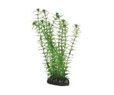 Hobby Aquaristik Lagarosifonas 20 cm plastikinis