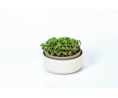 URBALIVE MICROGREENS Kiełkownica 16 cm, smėlio spalva