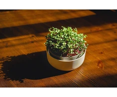 URBALIVE MICROGREENS Pradedančiųjų rinkinys do uprawy mikroliści