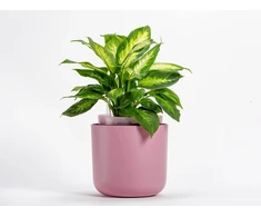 URBALIVE TOLITA Donica samonawadniająca okrągła 19 cm, rožinis