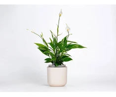URBALIVE TOLITA Donica samonawadniająca okrągła 19 cm, smėlio spalva