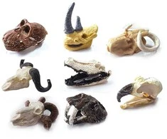 Archeologinis kasinėjimų rinkinys "Skull"