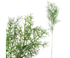 Dekoratyvinė dirbtinė šparagų šakelė, 80 cm