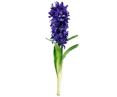 Dirbtinė hiacinto šaka, violetinė, 1 vnt.
