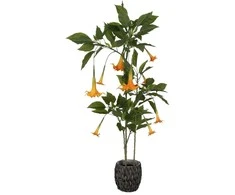 Dirbtinis augalas Datura-Brugmansija, 160 cm
