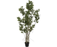 Dirbtinis augalas Fikusas, 190 cm