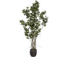 Dirbtinis augalas Fikusas, 190 cm