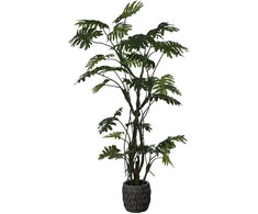 Dirbtinis augalas Filodendras, 210 cm