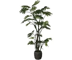 Dirbtinis augalas Filodendras, 210 cm