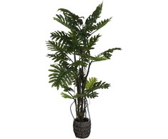 Dirbtinis augalas Filodendras Brasil, 210 cm