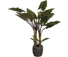 Dirbtinis augalas Kolokazija, 170 cm