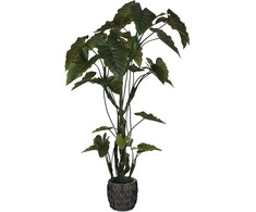 Dirbtinis augalas Kolokazija, 220 cm