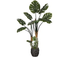 Dirbtinis augalas Monstera, 160 cm