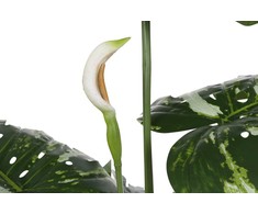 Dirbtinis augalas Monstera, 170 cm