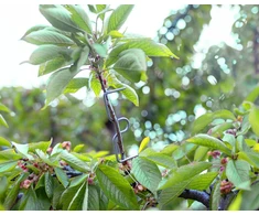 Metalinis šakų formuotojas Bradas, 13 cm, 50 vnt.