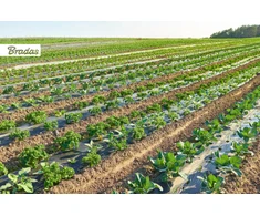 Mulčiavimo folija su skylutėmis Bradas, 1x1000 m, juoda