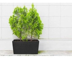 4Living Termo vazonas Patio 76 cm juodas