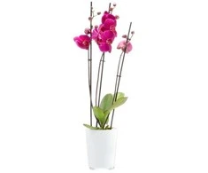 4Living Dekoratyvinis gėlių vazonas Ø13cm H16cm stiklinė/balta