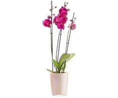 4Living Dekoratyvinis gėlių vazonas Ø13cm H16cm stiklinė/rožinė