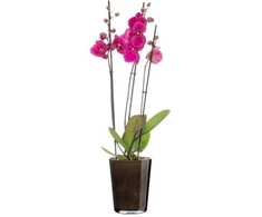 4Living Dekoratyvinis gėlių vazonas Ø13cm H16cm stiklinė/pilka