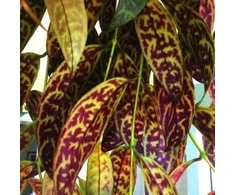 Aeschynanthus marmoratus