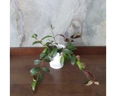 Aeschynanthus marmoratus
