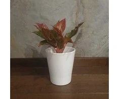 Aglaonema Crete Flame