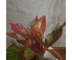 Aglaonema Crete Flame