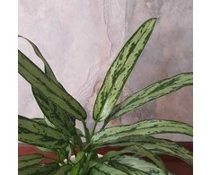 Aglaonema Cutlass