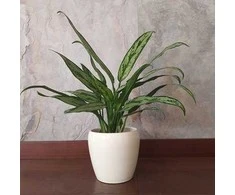 Aglaonema Cutlass