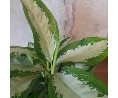 Aglaonema Žalias Bowl