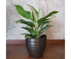 Aglaonema Žalias Bowl