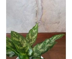 Aglaonema Maria