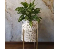 Aglaonema Maria