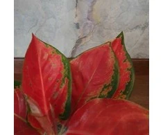 Aglaonema Raudona Elephant