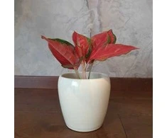 Aglaonema Raudona Elephant