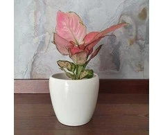 Aglaonema Raudona Master