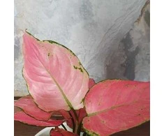 Aglaonema Raudona Master