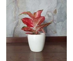 Aglaonema Sidabrinis Cherry